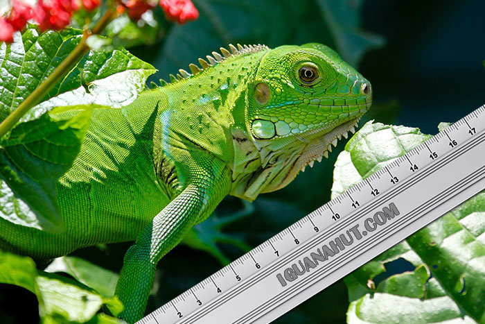 iguana size growth chart 700x467 1
