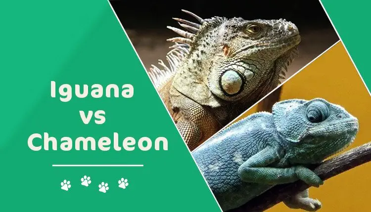 iguana vs chameleon header