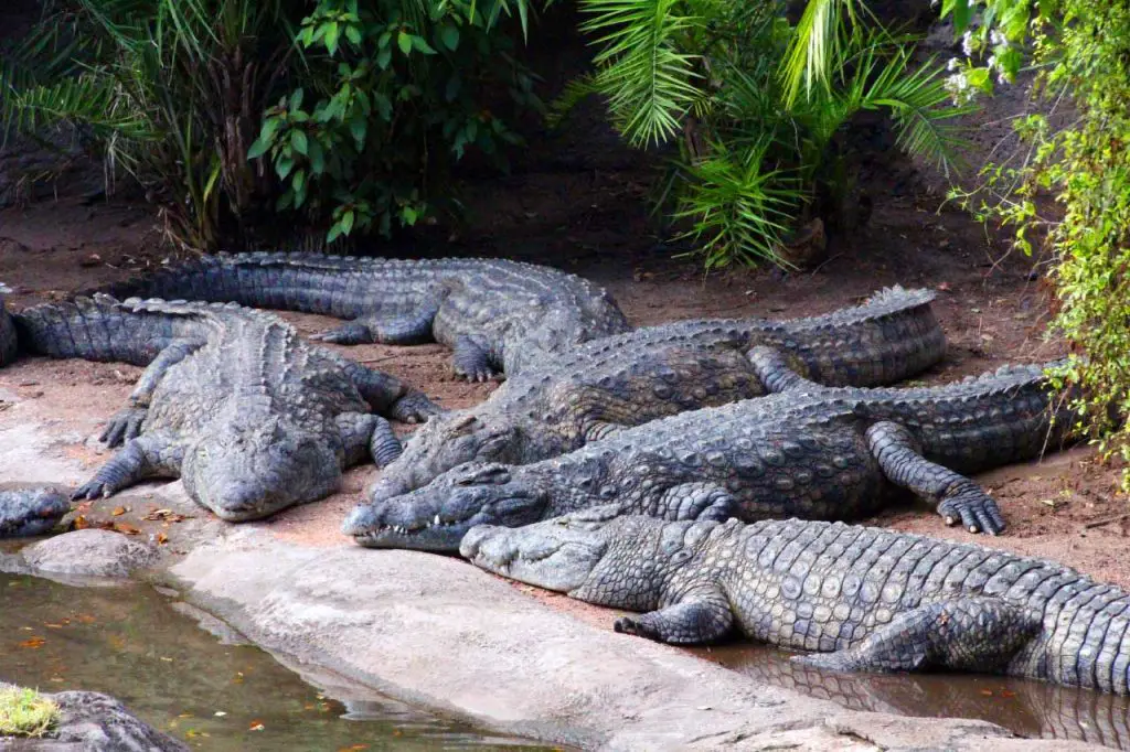 image 2203e Nile crocodiles