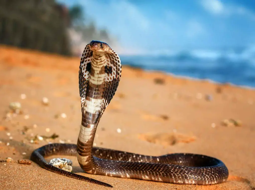 king cobra Ophiophagus hannah snake