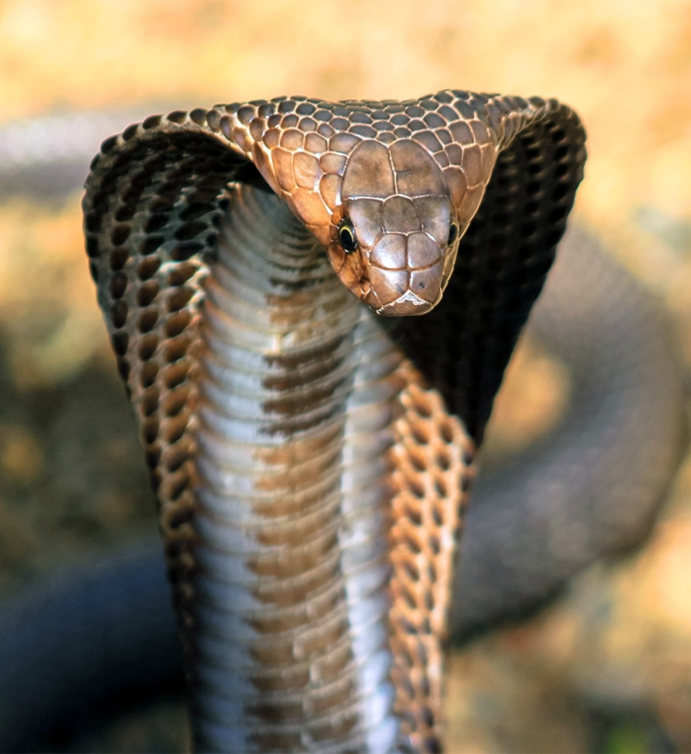 How Fast Are King Cobras?