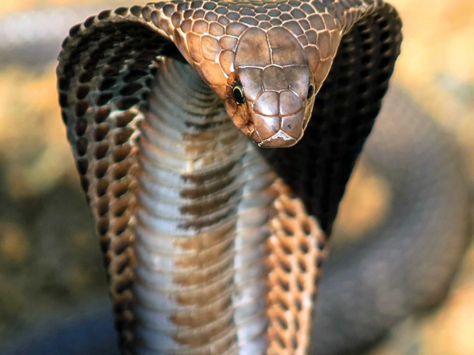 Why Are King Cobras Called King Cobras?