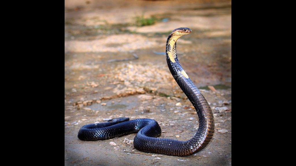 king cobra slither