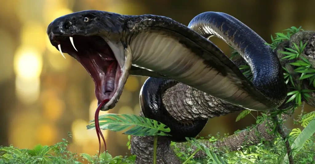 king cobra the worlds longest venomous snake with clipping path picture id1294891496 1024x535 1