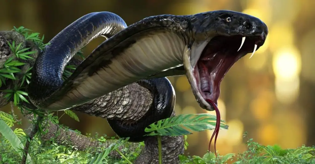 king cobra the worlds longest venomous snake with clipping path picture id1294891496 e1648589687675