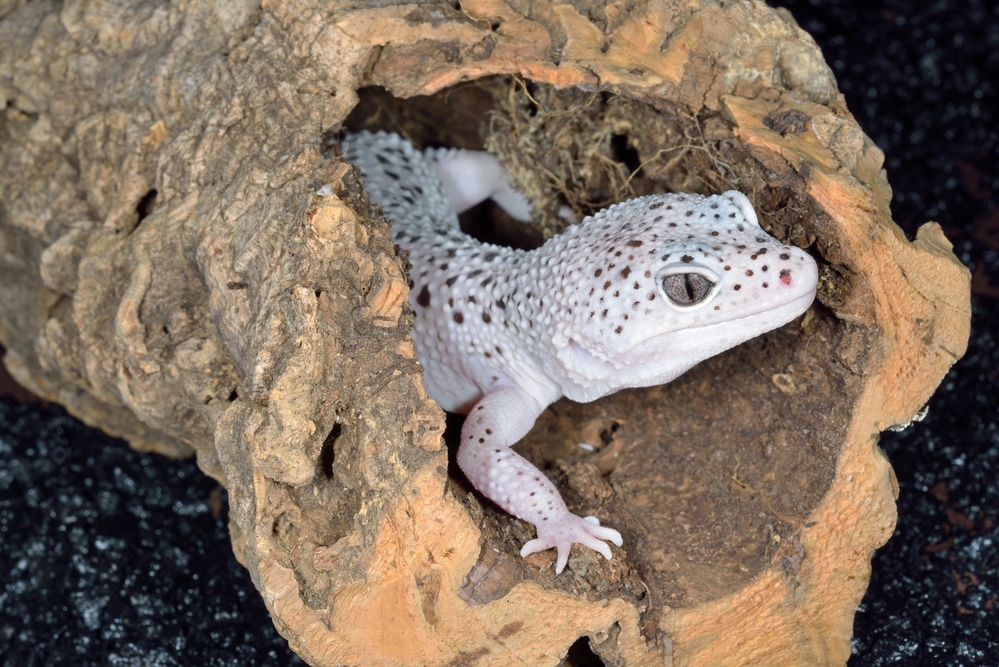 leopard gecko brumation 1