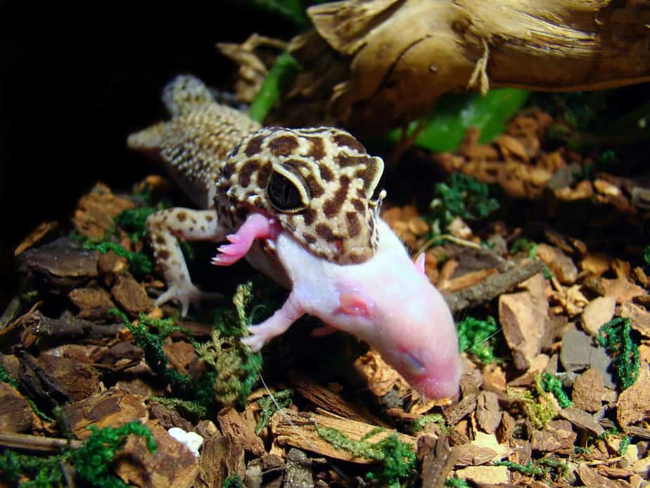 leopard gecko eating pinkie feeder mouse