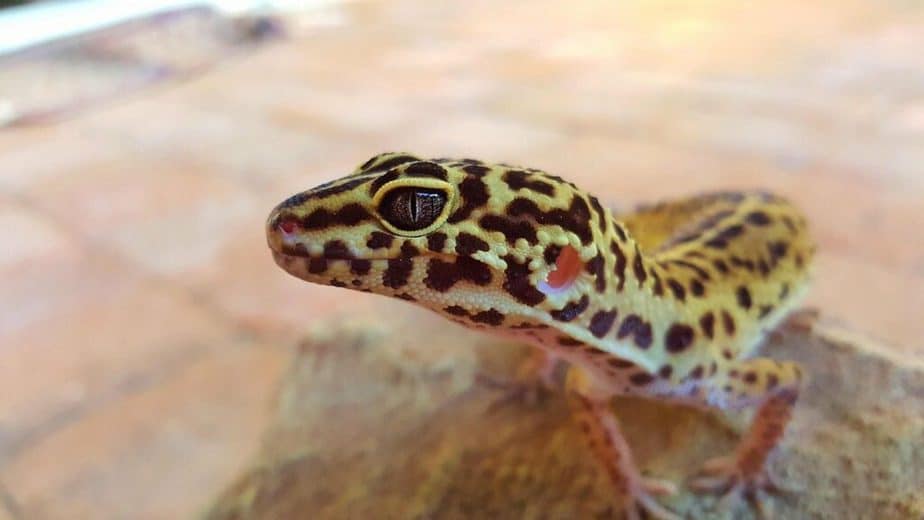 leopard gecko like music 1024x576 1