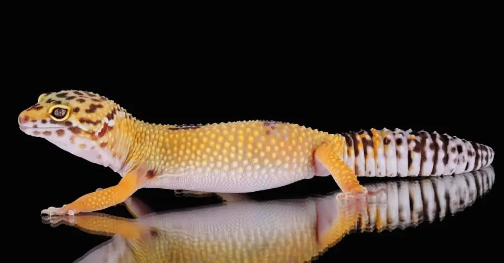 leopard gecko picture id147274990