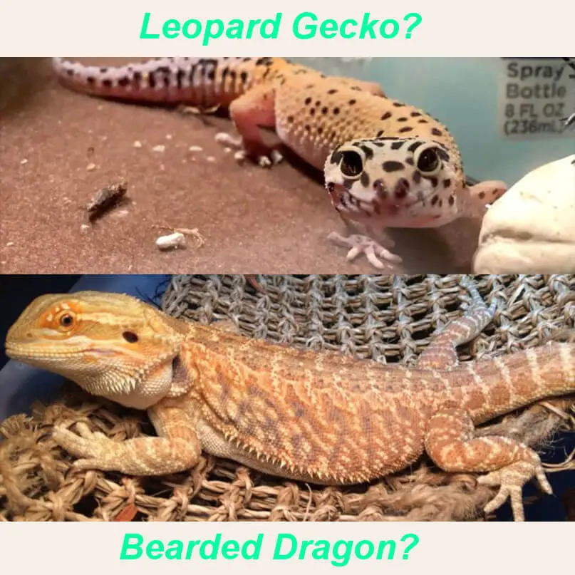 leopard gecko vs bearded dragon