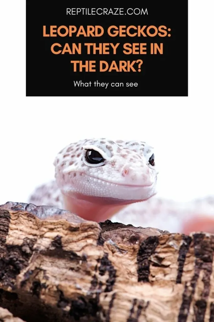 leopard geckos see in dark 1