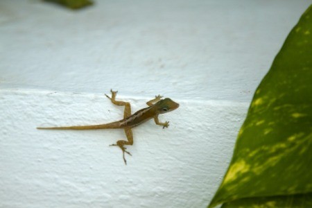 lizard on porch m1