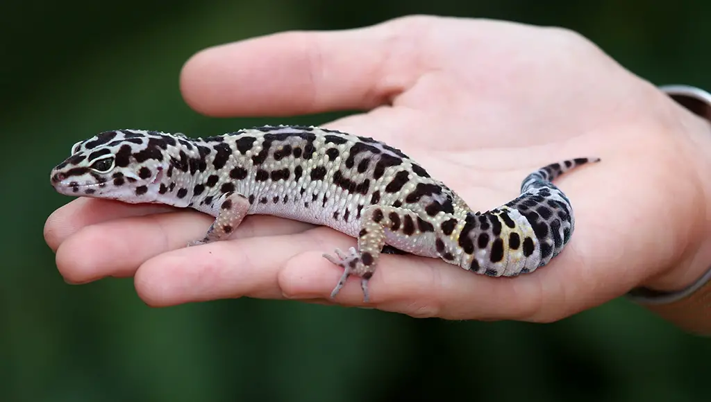 mPvII8Le6aUNpwZg00jyG6beginner pet lizard leopard gecko.jpg