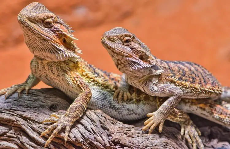 male and female bearded dragon