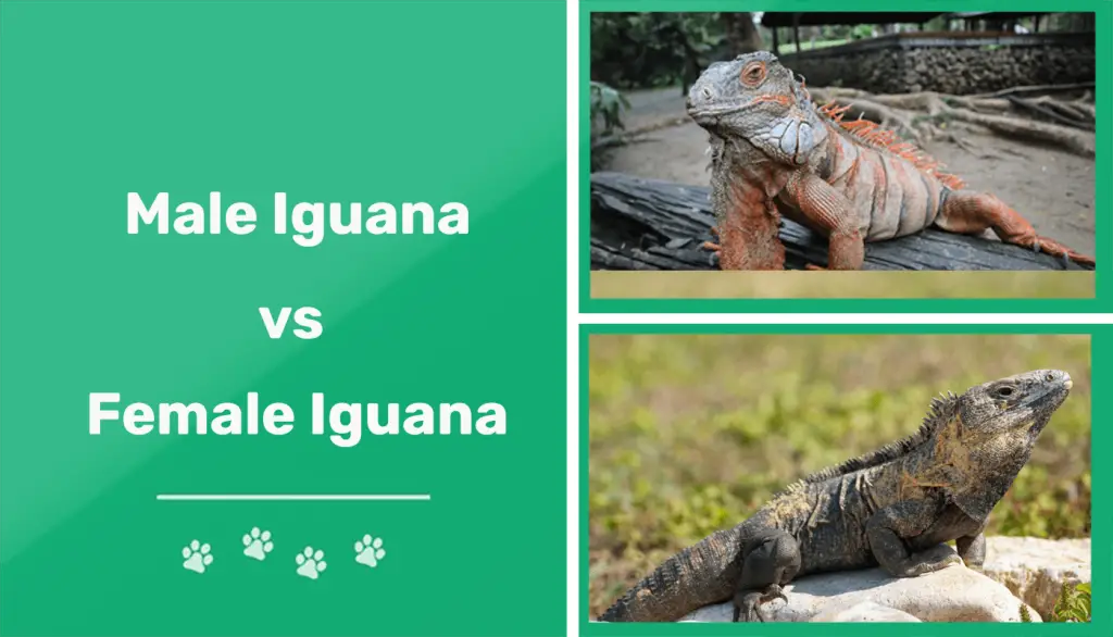 male vs female iguana