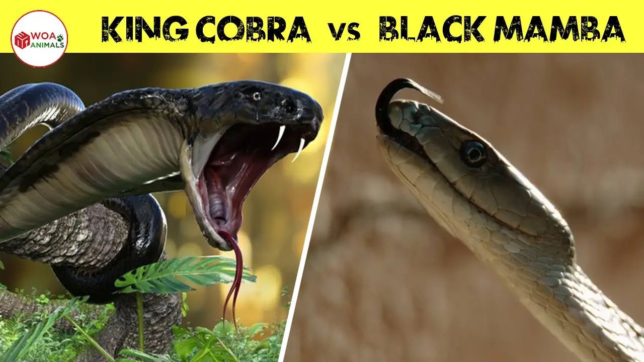 Can A King Cobra Kill A Black Mamba?