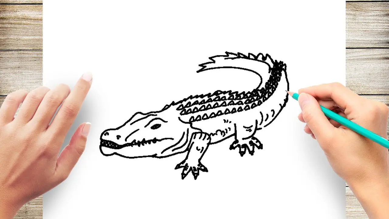 How To Draw An Alligator?