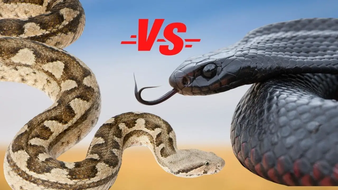 Gaboon Viper Vs Black Mamba: What Generator Fuel Is Best In 2023?