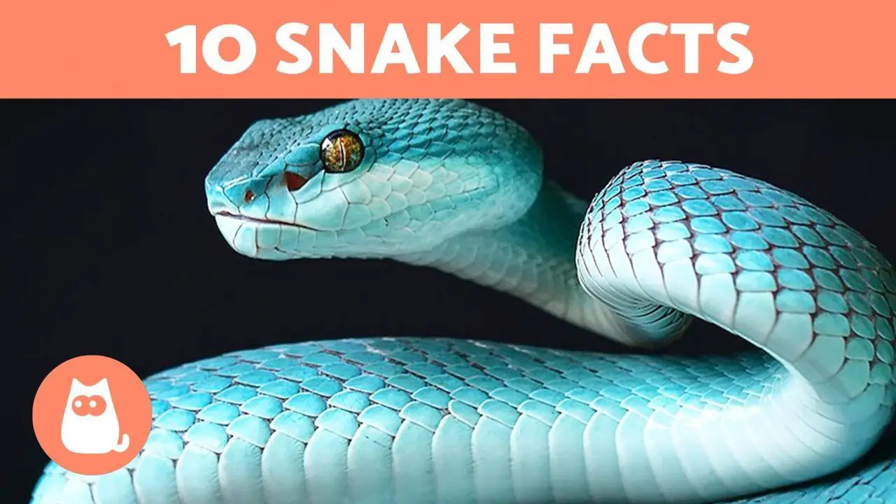 10 Facts About Snakes That You Probably Didn't Know