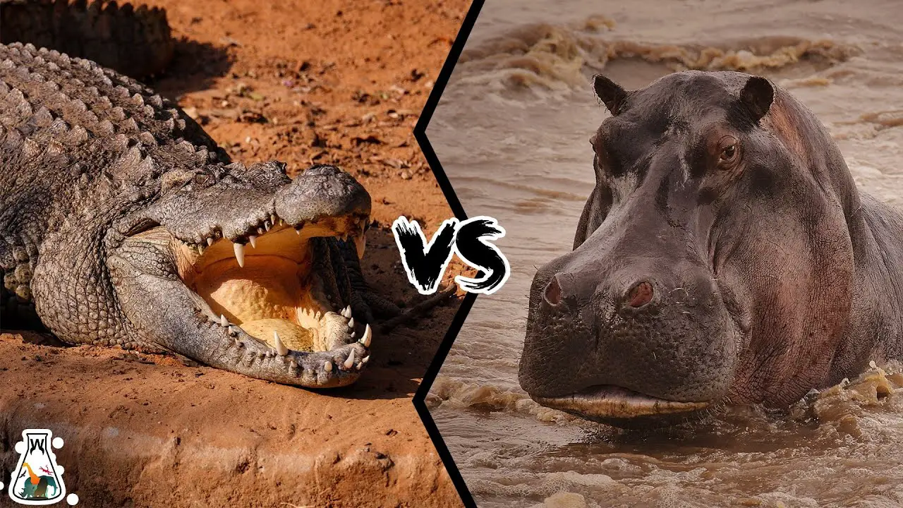 Hippo Vs Alligator: Get The Main Difference In 2023