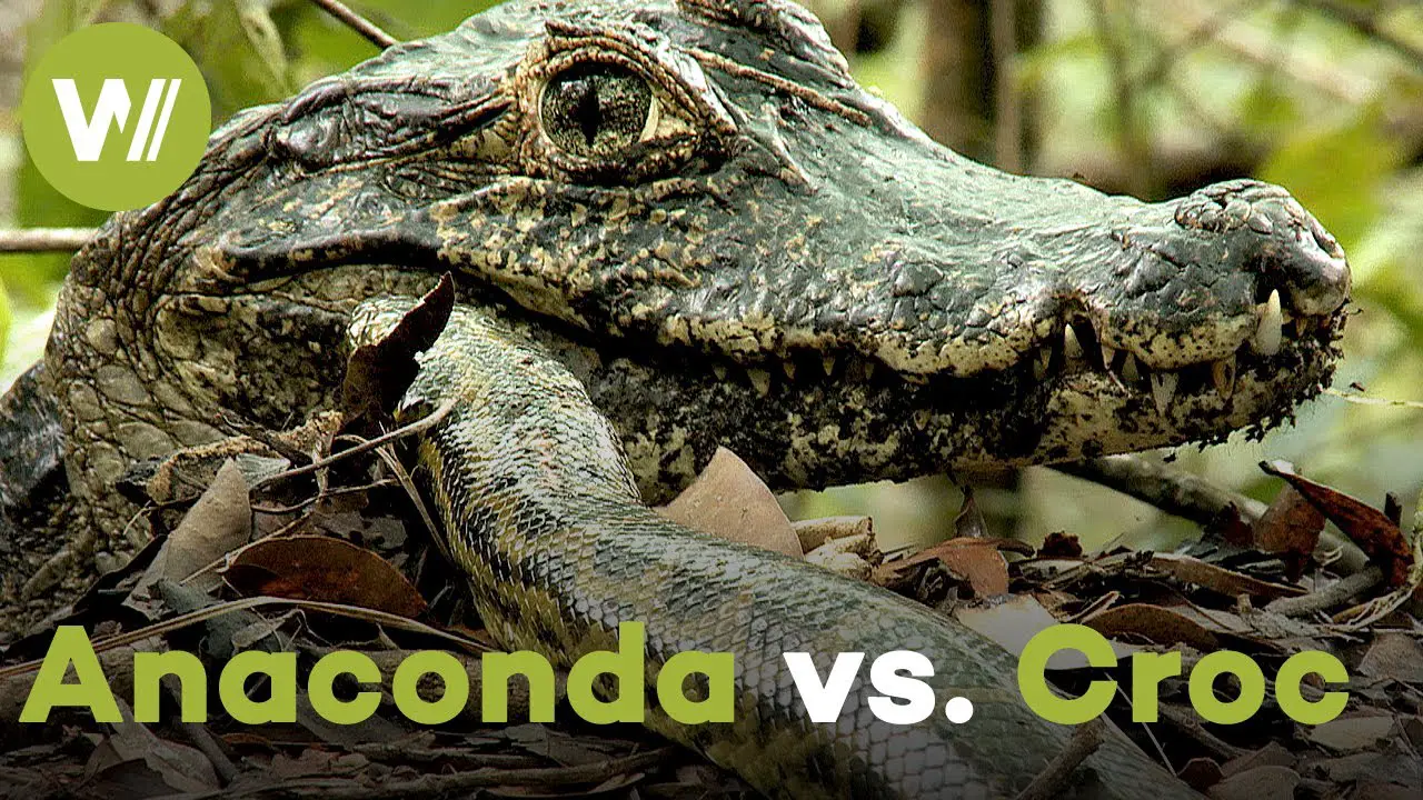 Anaconda Vs Alligator: What Generator Fuel Is Best In 2023?