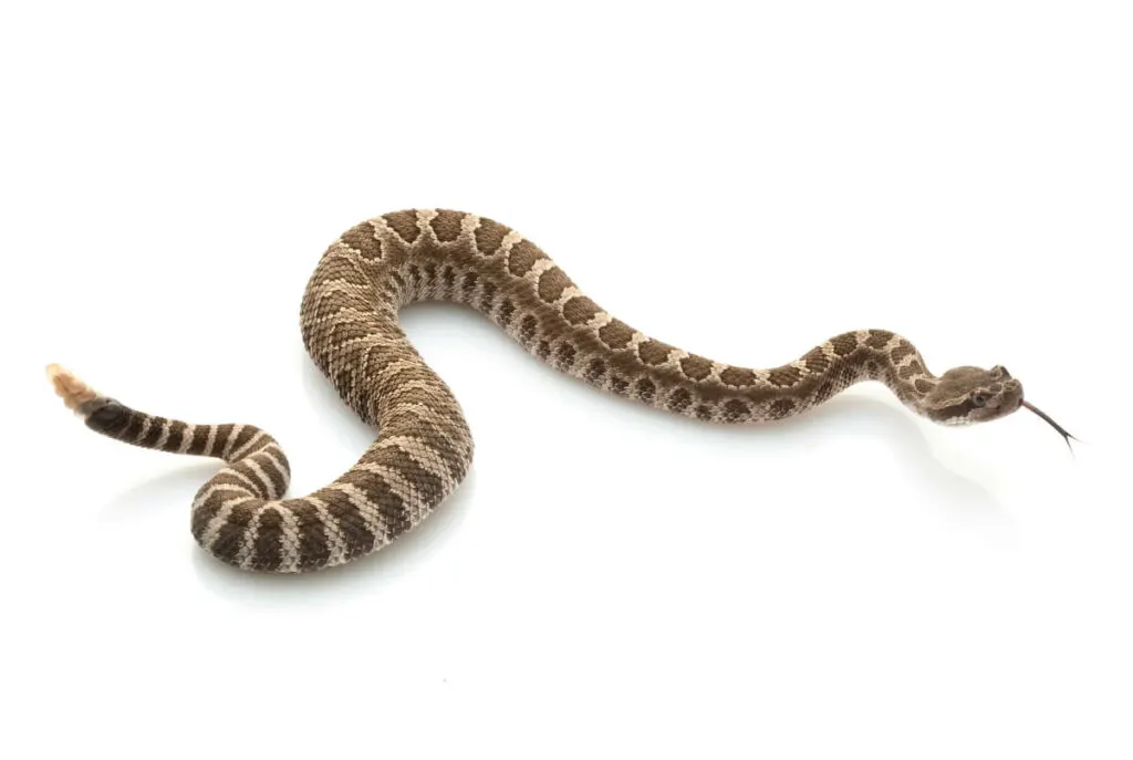 northern pacific rattlesnake 14 02 2023 1