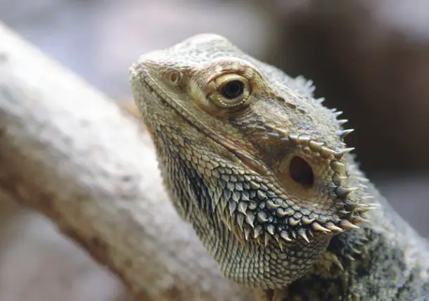 other 14 finkelstein bearded dragons image 01 610x428 1