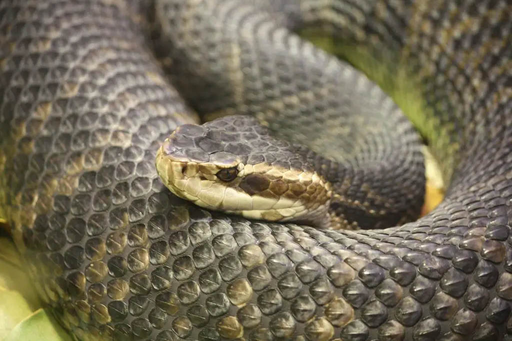 outdoorhub the top deadliest snakes in north america 2015 07 10 19 44 02