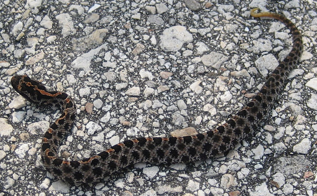 pigmyrattlesnake
