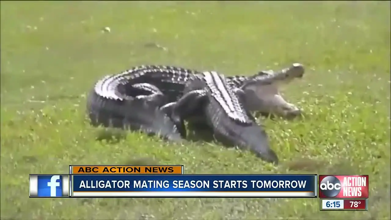 When Is Mating Season For Alligators