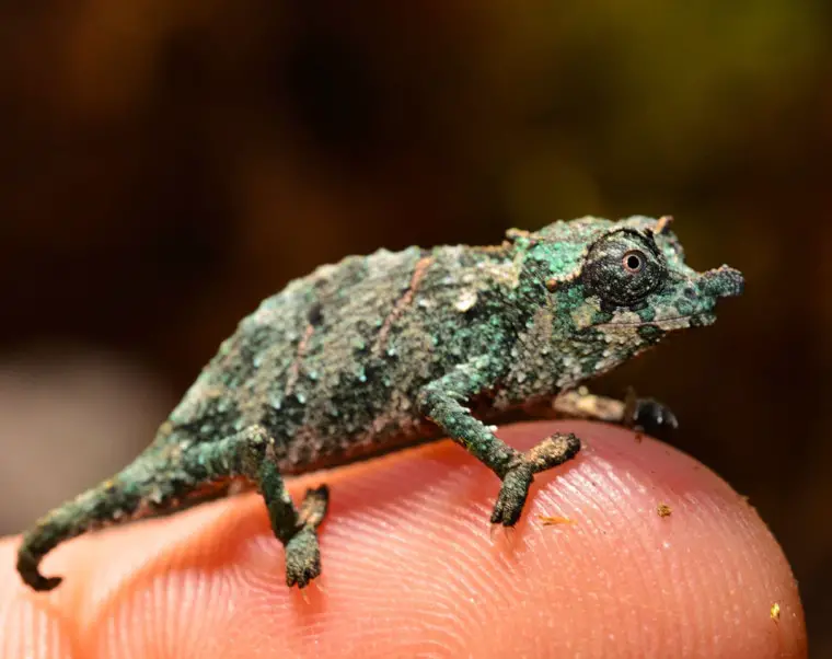 pygmy chameleon on finger Nick Henn Shutterstock 760x602 1
