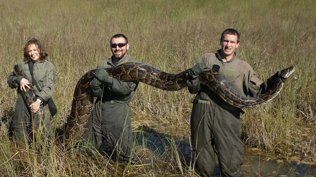 python hunting in florida