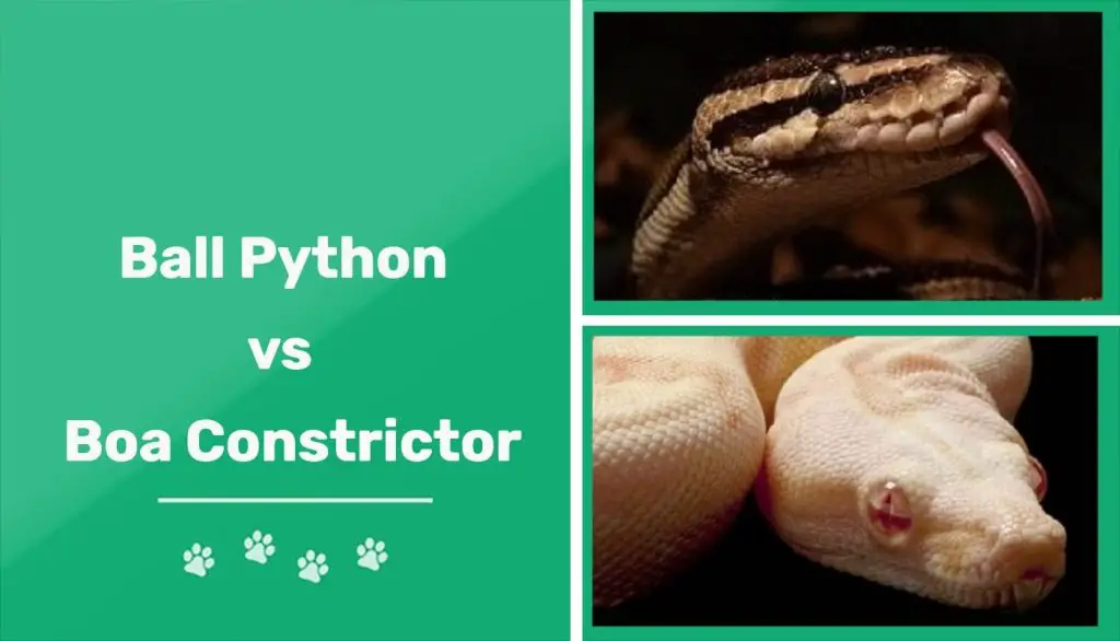 python vs boa featured image