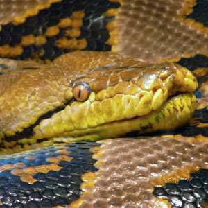 python tn
