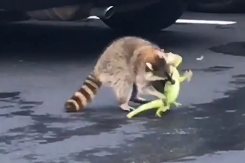 raccoon eats iguana