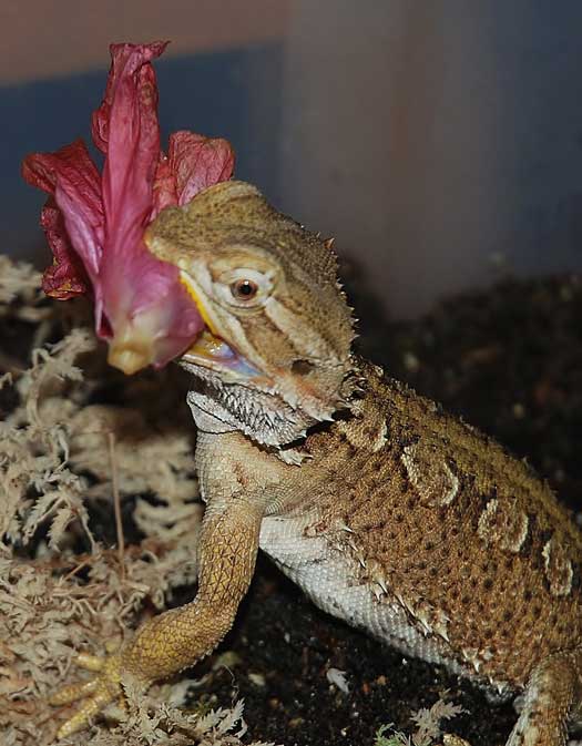 rankins bearded dragon eating hibiscus