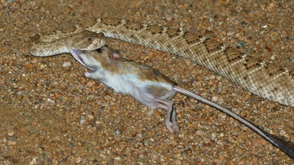 rattlesnake eats k rat ox beetle Urginea bulbs 4 sale FriAug4 063