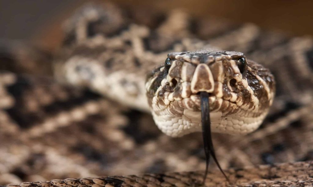 rattlesnake portrait 2 picture id509516671