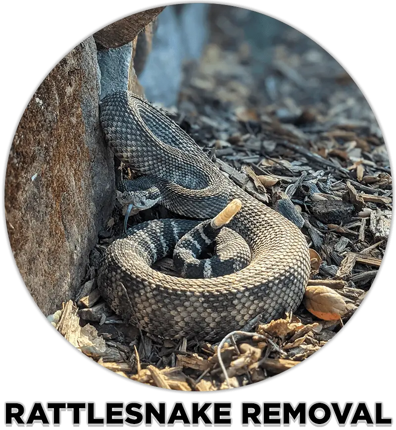 rattlesnake removal service