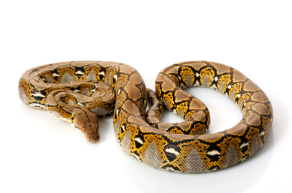 reticulated python for sale