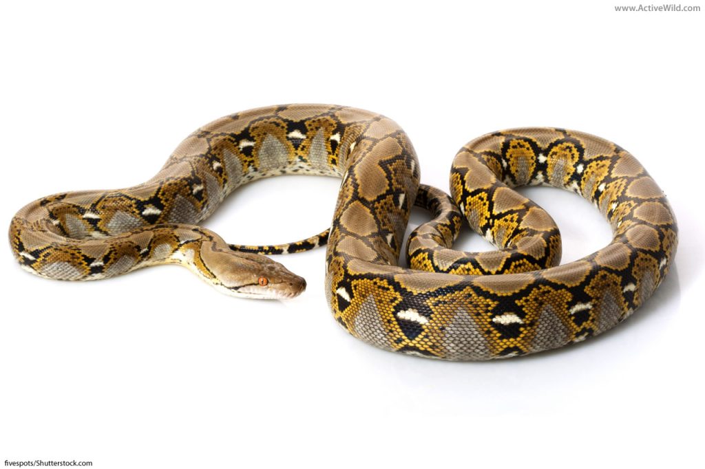 reticulated python on white background
