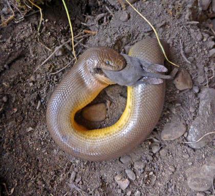 rubber boa eating prey scott fitkin wdfw methow valley 1362lpr