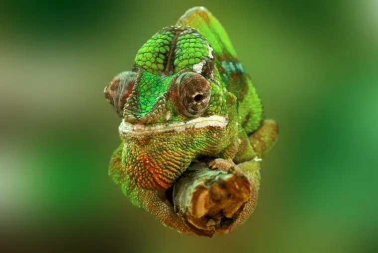 rudis chameleon hanging on a branch 760x509 1