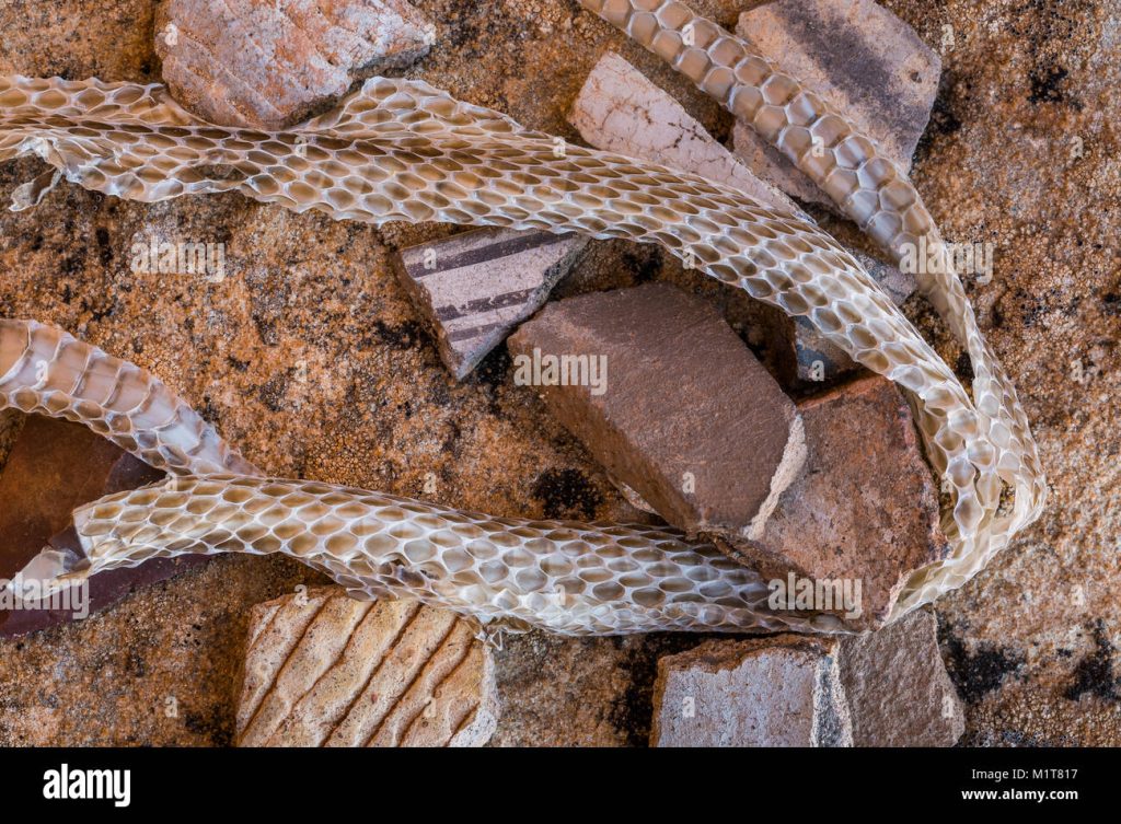 shedded rattlesnake skin with potsherds left by the ancestral puebloan M1T817