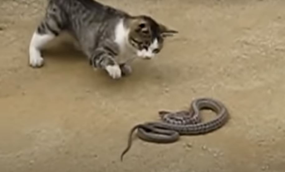 snake vs cat