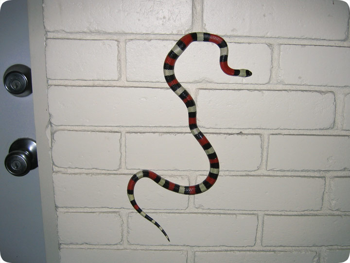 snakeclimbswall