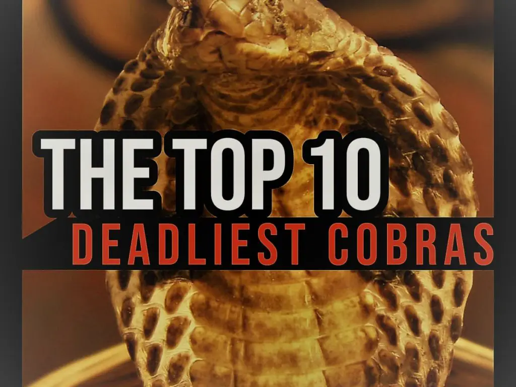 the top 10 deadliest cobras