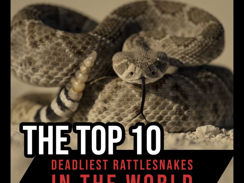 the top 10 deadliest rattlesnakes in the world