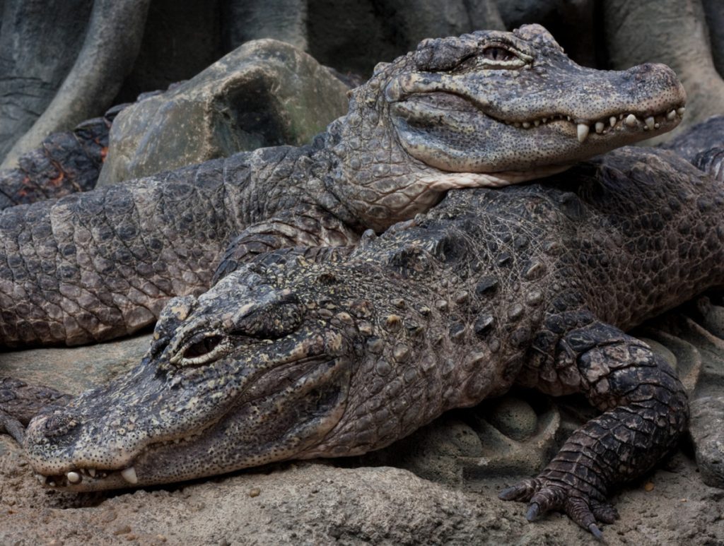 types of alligators