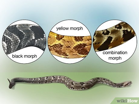 v4 460px Identify a Timber Rattlesnake Step 1 Version 4